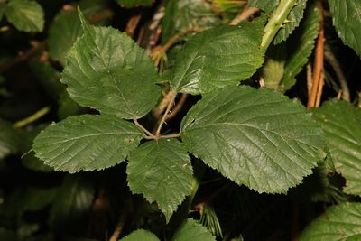 Rubus cissburiensis, photographed by Stephen James McWilliam