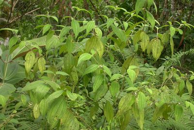 Miconia dentata, photographed by Eduardo Chacón Madrigal