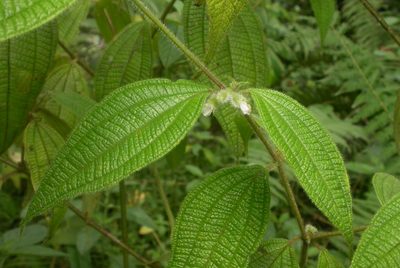 Miconia dentata, photographed by Eduardo Chacón Madrigal