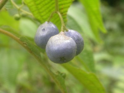 Miconia heteroclita, photographed by Eduardo Chacón Madrigal