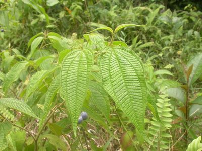 Miconia heteroclita, photographed by Eduardo Chacón Madrigal