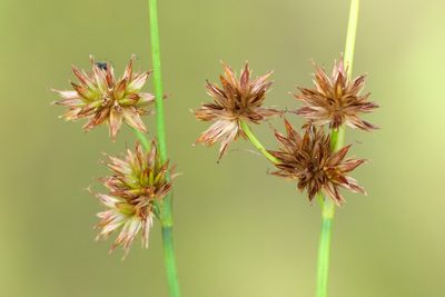 Juncus nodosus, photographed by Owen Strickland