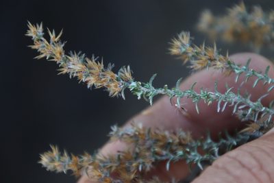 Stoebe gnaphaloides, photographed by Tony Rebelo