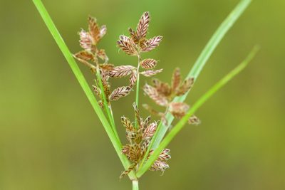 Cyperus diandrus, photographed by Owen Strickland