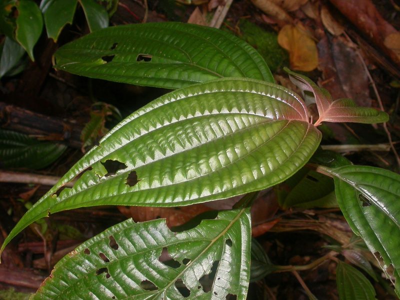 Miconia trichocalyx, photographed by Eduardo Chacón Madrigal