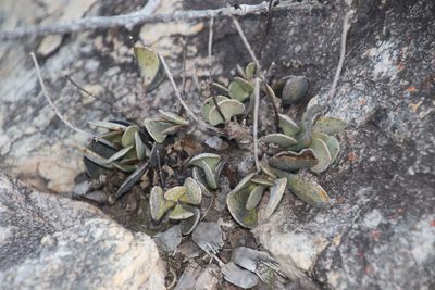 Adromischus hemisphaericus, photographed by Tony Rebelo