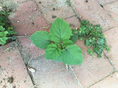 Physalis grisea, photographed by Sarah Kirn