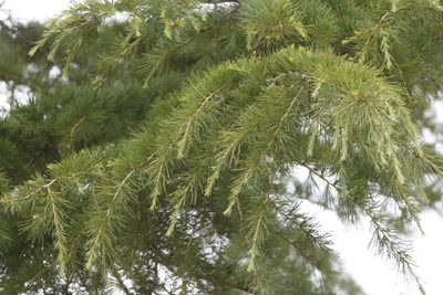 Cedrus deodara, photographed by Stephen James McWilliam