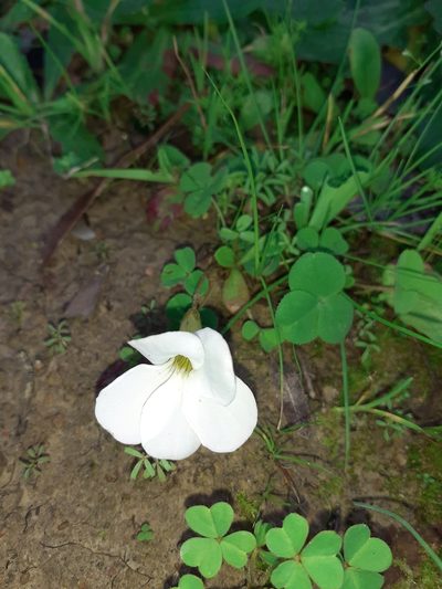 Oxalis minuta, photographed by Brian du Preez