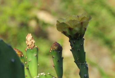 Opuntia bonaerensis, photographed by Paulo Martins