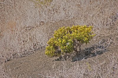 Lecocarpus pinnatifidus, photographed by Seig