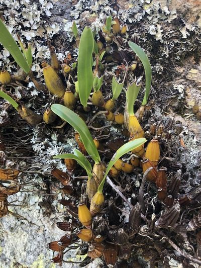 Dendrobium monophyllum, photographed by Tim Shields