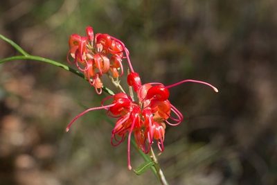 Grevillea longistyla, photographed by dhfischer