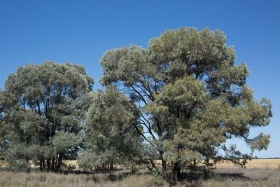 Acacia harpophylla, photographed by dhfischer