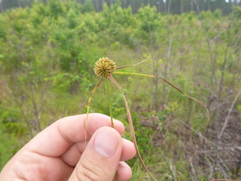 Cyperus filiculmis, photographed by cwarneke