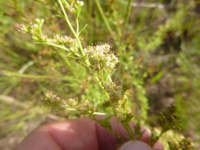 Lechea mucronata, photographed by cwarneke