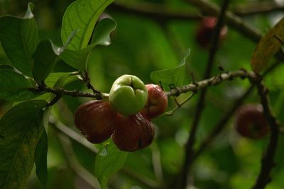 Syzygium malaccense, photographed by Kevin Faccenda