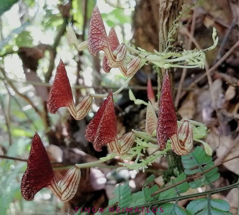 Aristolochia peruviana, photographed by Ferhat Gundogdu