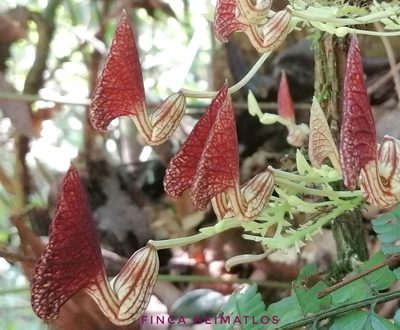 Aristolochia peruviana, photographed by Ferhat Gundogdu