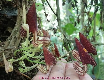 Aristolochia peruviana, photographed by Ferhat Gundogdu