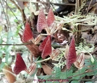 Aristolochia peruviana, photographed by Ferhat Gundogdu