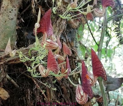 Aristolochia peruviana, photographed by Ferhat Gundogdu