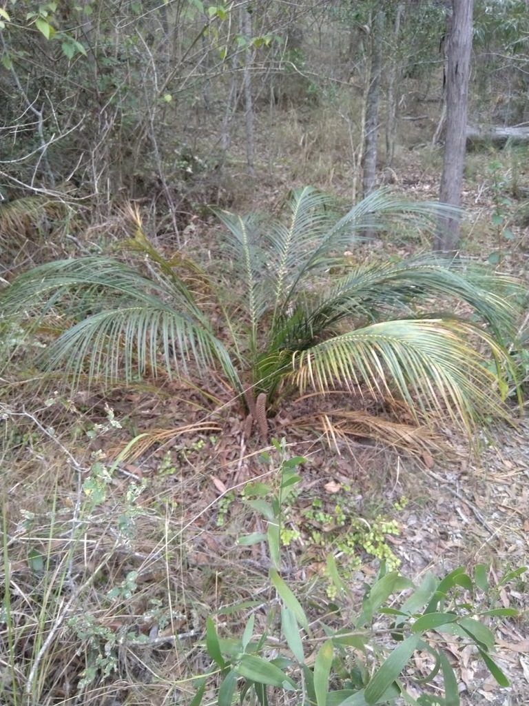 Macrozamia mountperriensis, photographed by Tony van Kampen