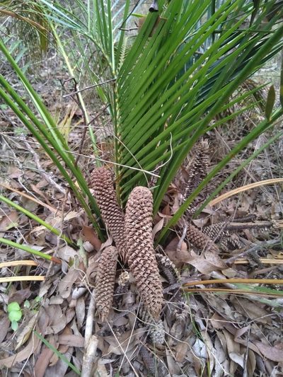 Macrozamia mountperriensis, photographed by Tony van Kampen