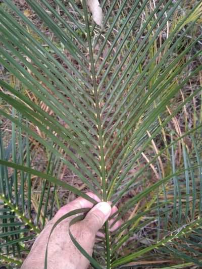 Macrozamia mountperriensis, photographed by Tony van Kampen