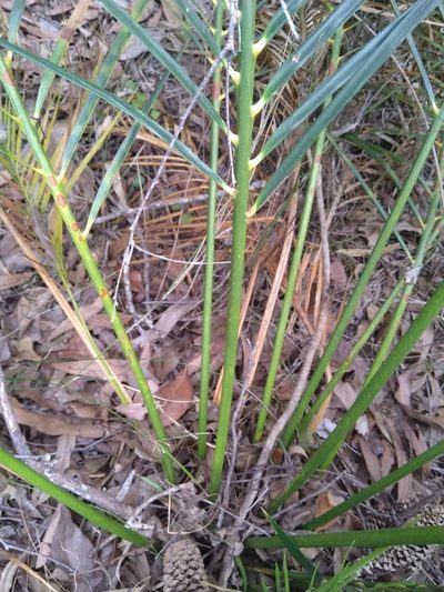 Macrozamia mountperriensis, photographed by Tony van Kampen