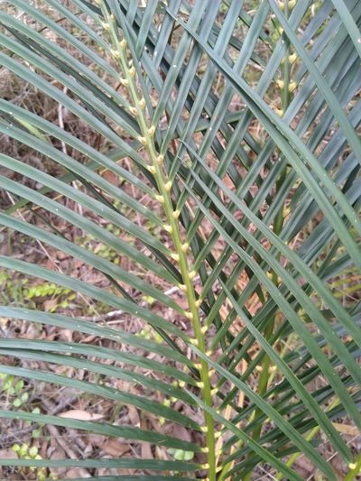 Macrozamia mountperriensis, photographed by Tony van Kampen