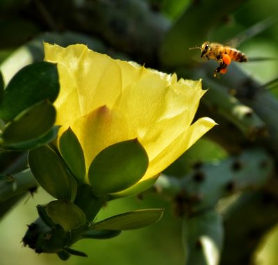 Pereskiopsis diguetii, photographed by adel-fridus
