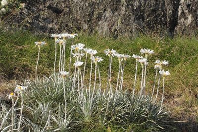 Celmisia asteliifolia, photographed by dhfischer
