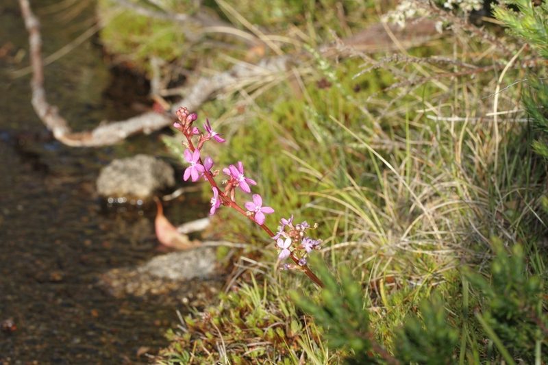 Stylidium montanum, photographed by dhfischer