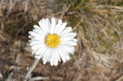 Celmisia asteliifolia, photographed by dhfischer