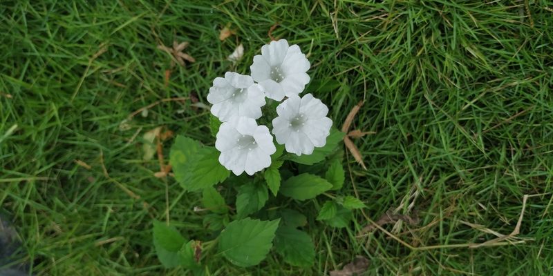 Varronia limicola, photographed by Tereso Hernández Morales