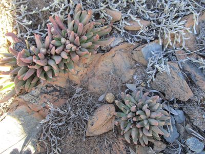 Hereroa glenensis, photographed by Michelle Pretorius