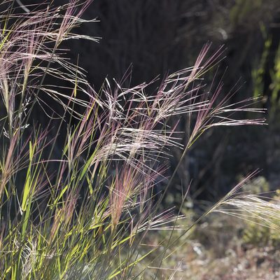 Austrostipa platychaeta, photographed by Kym Nicolson