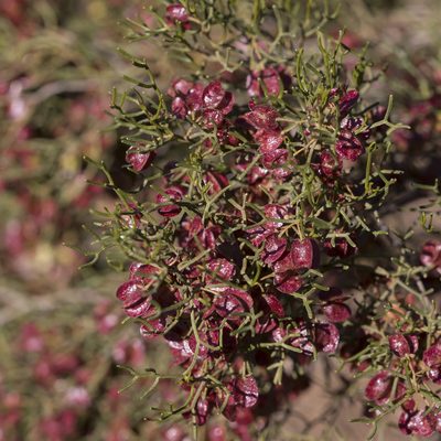 Dodonaea stenozyga, photographed by Kym Nicolson