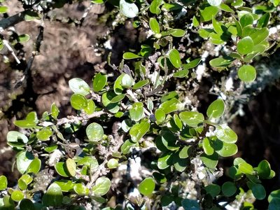 Coprosma wallii, photographed by John Barkla