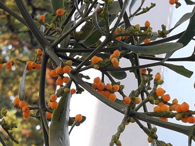 Phoradendron quadrangulare, photographed by José Gerardo Velasco