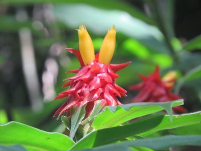 Costus comosus, photographed by Francisco Emilio Roldán Velasco