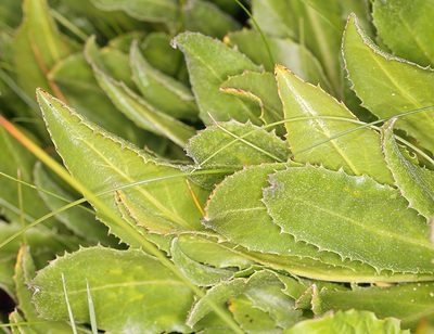 Senecio scorzonella, photographed by Steve Matson