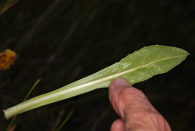 Senecio scorzonella, photographed by Steve Matson