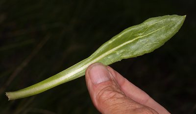 Senecio scorzonella, photographed by Steve Matson