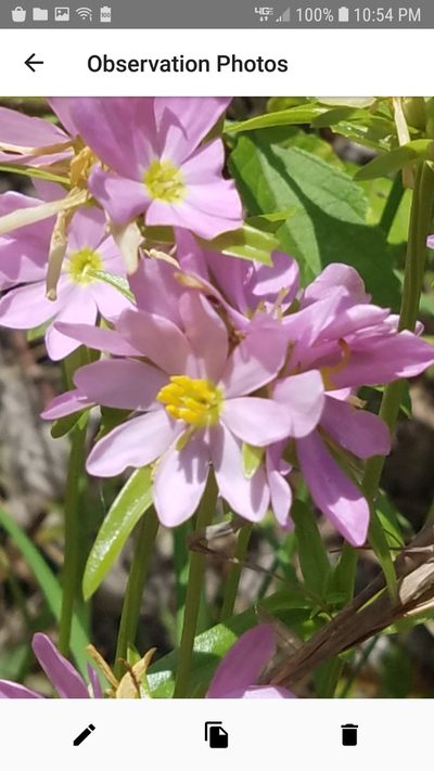 Sabatia capitata, photographed by Leigha S