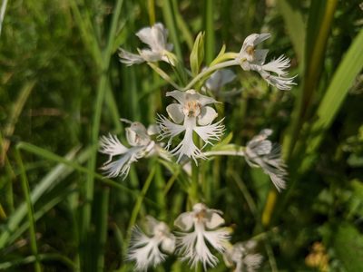 Platanthera leucophaea, photographed by Elias