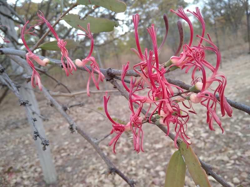 Plicosepalus kalachariensis, photographed by Jonathan Whitaker
