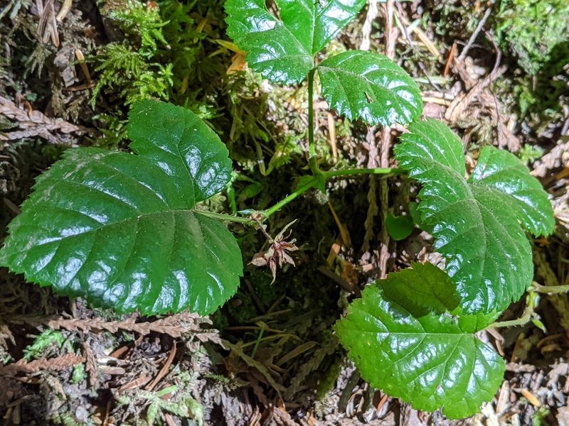Rubus nivalis, photographed by John A Haskins