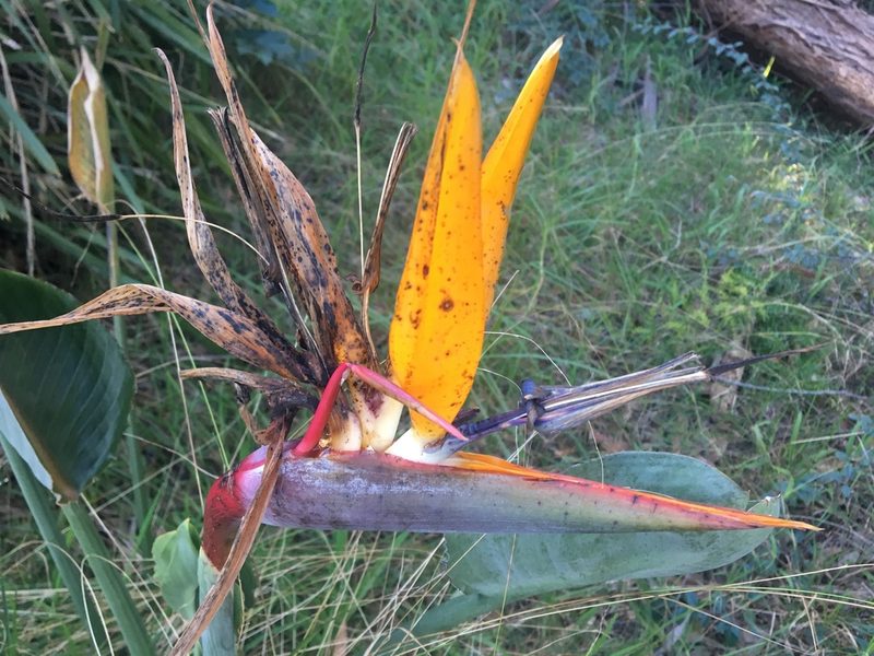 Strelitzia reginae, photographed by Thomas Mesaglio